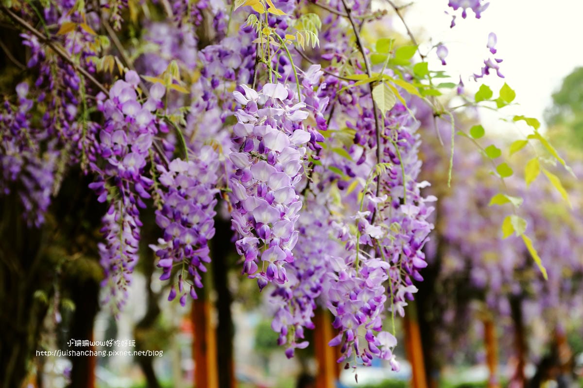 【遊║中壢】龍德公園&元生公園紫藤花～好美！中壢最漂亮的紫藤花賞花攻略大集合（105.4.9花況）　