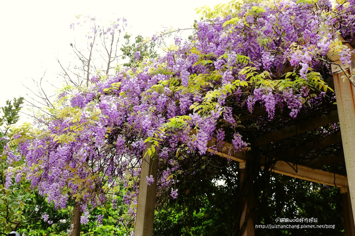 【遊║中壢】龍德公園&元生公園紫藤花～好美！中壢最漂亮的紫藤花賞花攻略大集合（105.4.9花況）　
