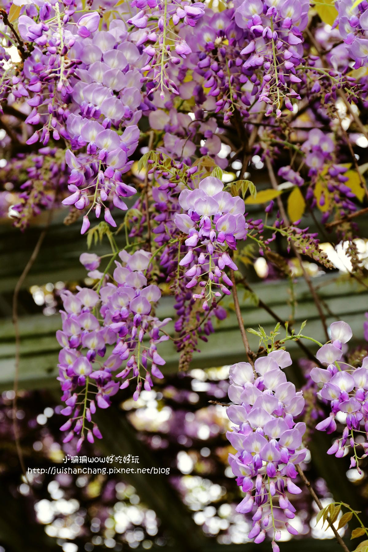 【遊║中壢】龍德公園&元生公園紫藤花～好美！中壢最漂亮的紫藤花賞花攻略大集合（105.4.9花況）　