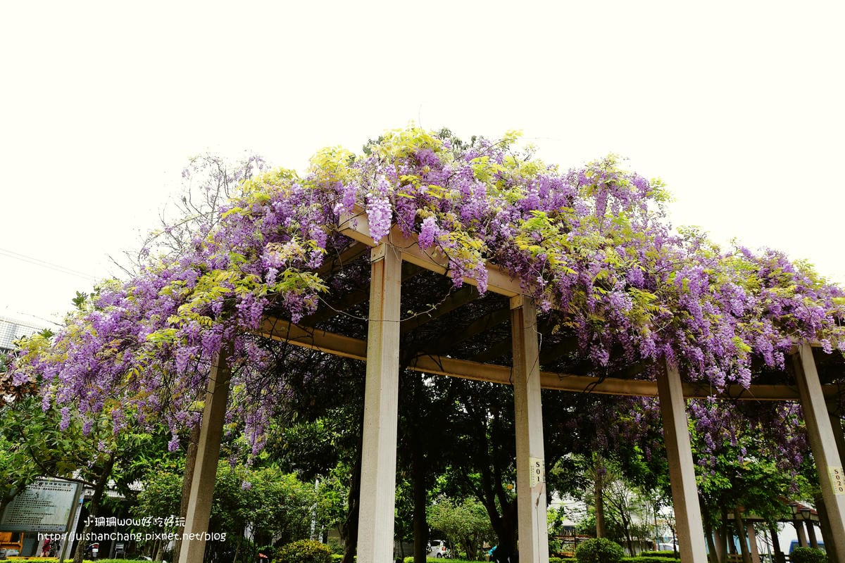 【遊║中壢】龍德公園&元生公園紫藤花～好美！中壢最漂亮的紫藤花賞花攻略大集合（105.4.9花況）　