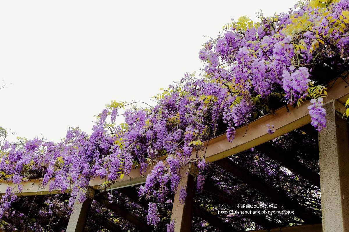 【遊║中壢】龍德公園&元生公園紫藤花～好美！中壢最漂亮的紫藤花賞花攻略大集合（105.4.9花況）　