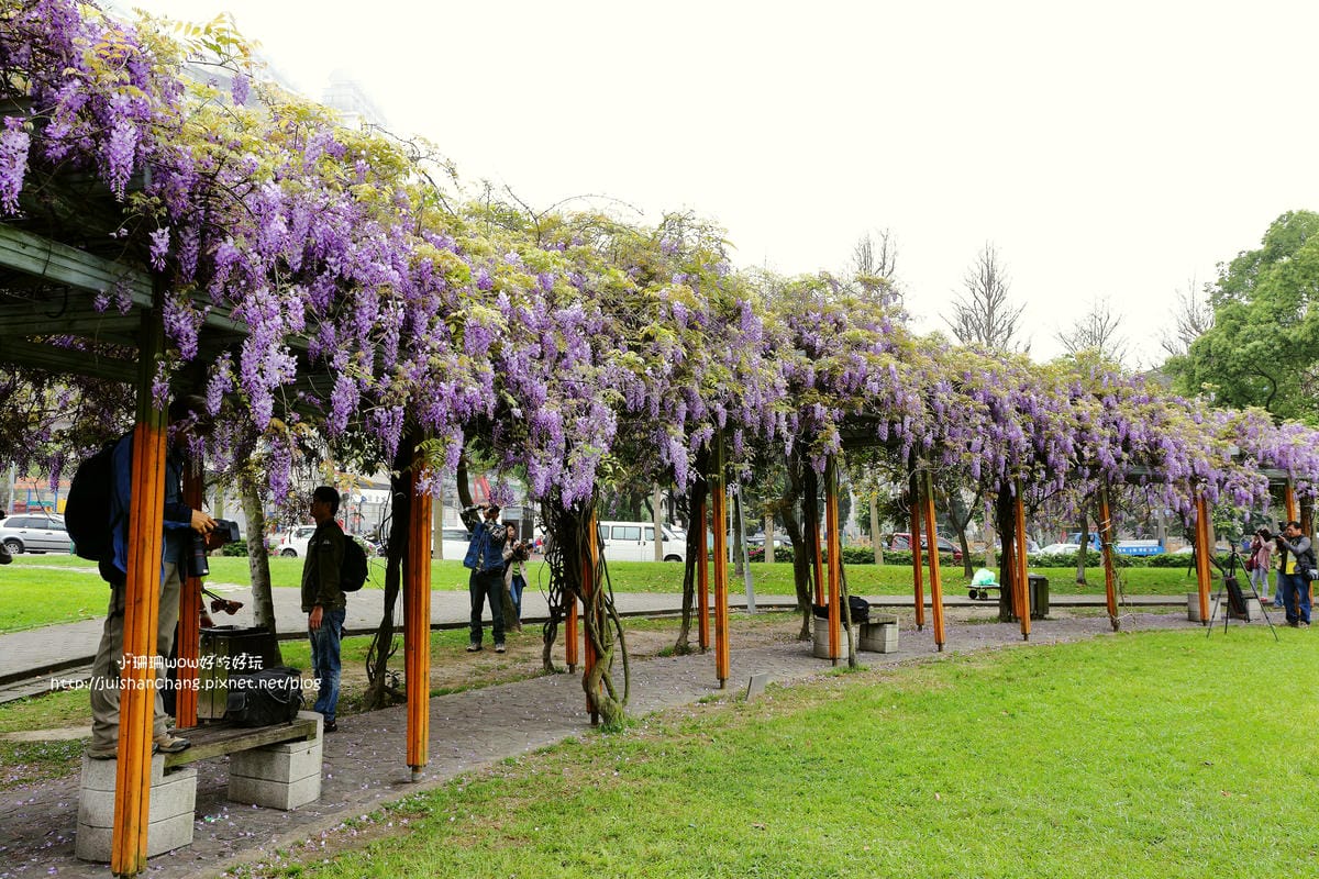 【遊║中壢】龍德公園&元生公園紫藤花～好美！中壢最漂亮的紫藤花賞花攻略大集合（105.4.9花況）　