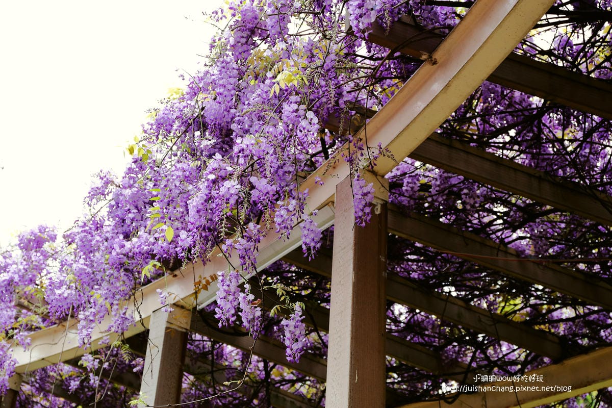 【遊║中壢】龍德公園&元生公園紫藤花～好美！中壢最漂亮的紫藤花賞花攻略大集合（105.4.9花況）　