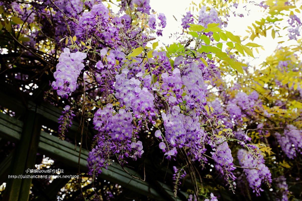 【遊║中壢】龍德公園&元生公園紫藤花～好美！中壢最漂亮的紫藤花賞花攻略大集合（105.4.9花況）　