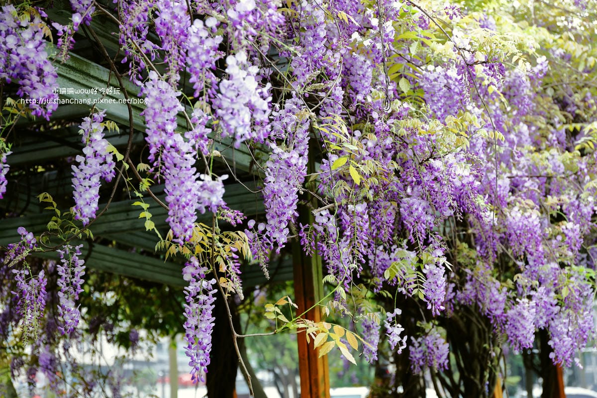 【遊║中壢】龍德公園&元生公園紫藤花～好美！中壢最漂亮的紫藤花賞花攻略大集合（105.4.9花況）　