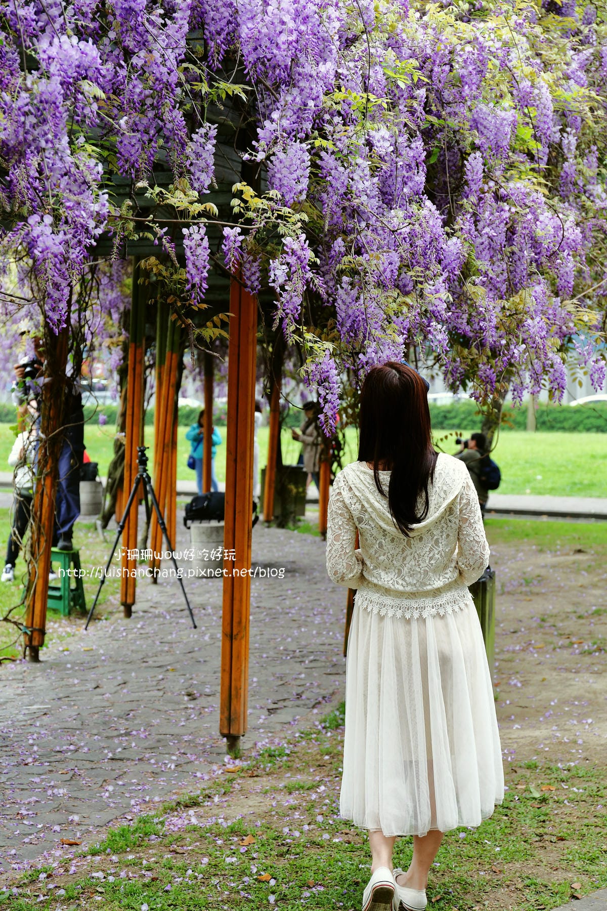 【遊║中壢】龍德公園&元生公園紫藤花～好美！中壢最漂亮的紫藤花賞花攻略大集合（105.4.9花況）　