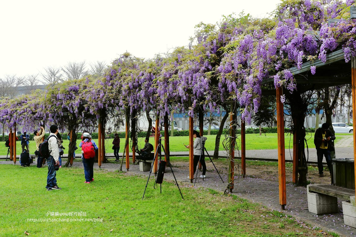 【遊║中壢】龍德公園&元生公園紫藤花～好美！中壢最漂亮的紫藤花賞花攻略大集合（105.4.9花況）　