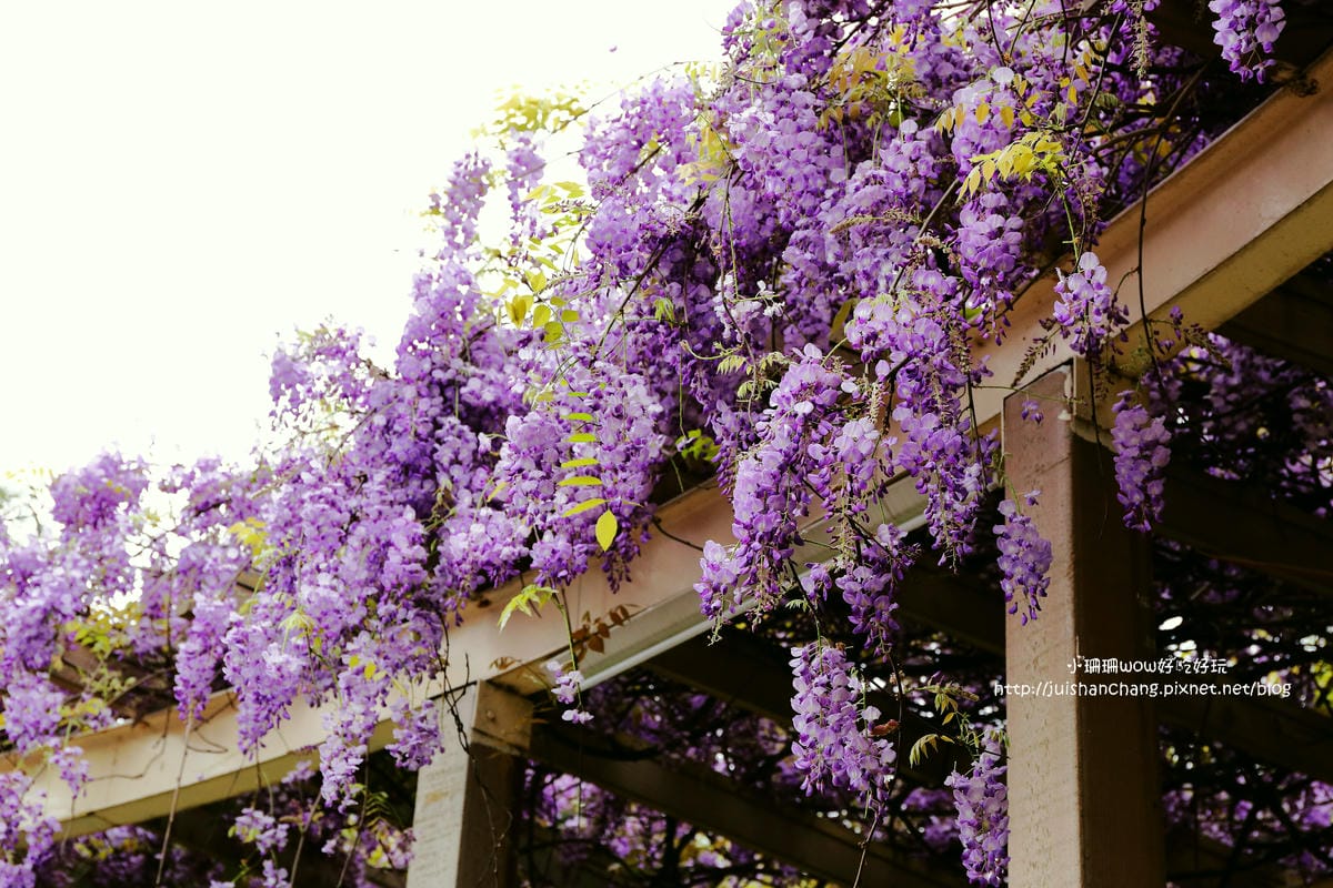 【遊║中壢】龍德公園&元生公園紫藤花～好美！中壢最漂亮的紫藤花賞花攻略大集合（105.4.9花況）　