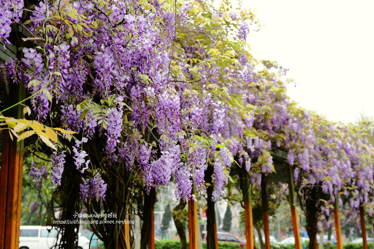 【遊║中壢】龍德公園&元生公園紫藤花～好美！中壢最漂亮的紫藤花賞花攻略大集合（105.4.9花況）　