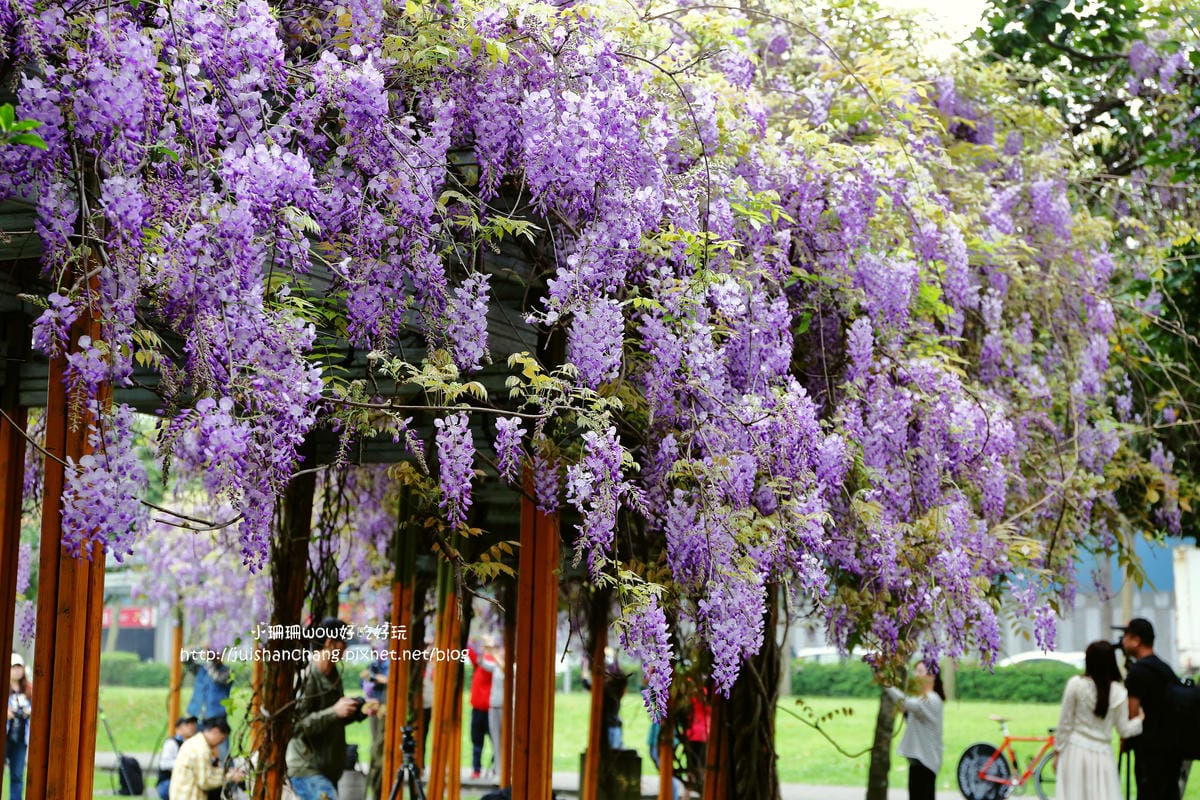【遊║中壢】龍德公園&元生公園紫藤花～好美！中壢最漂亮的紫藤花賞花攻略大集合（105.4.9花況）　