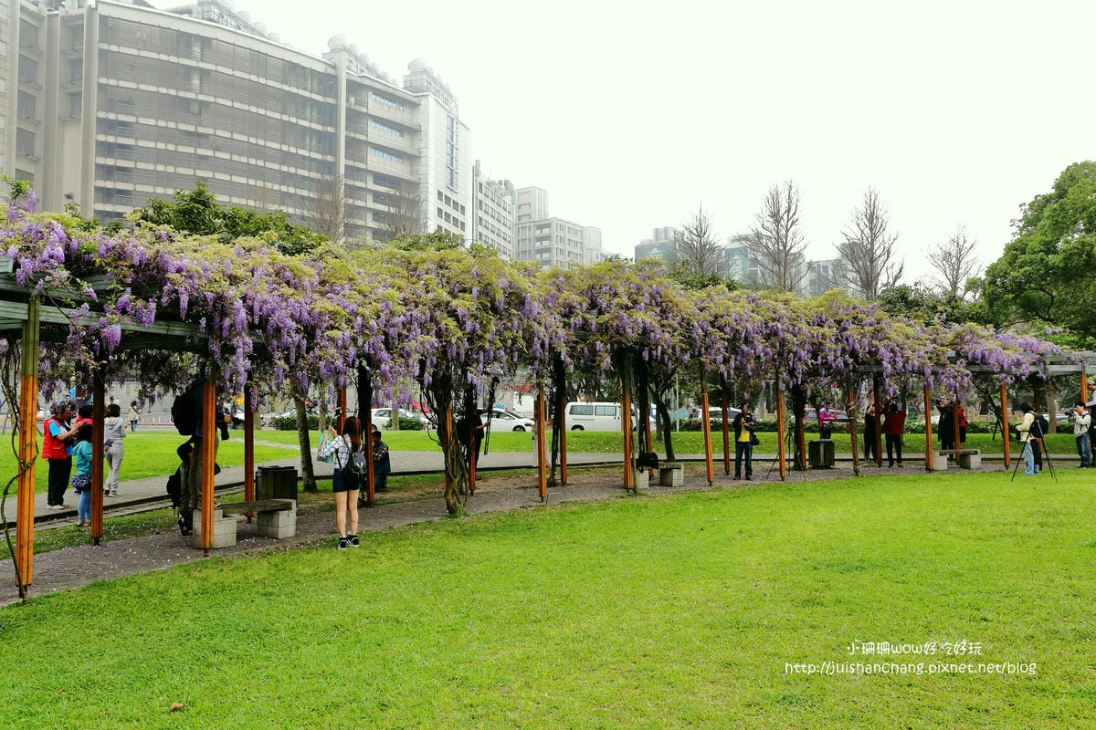 【遊║中壢】龍德公園&元生公園紫藤花～好美！中壢最漂亮的紫藤花賞花攻略大集合（105.4.9花況）　