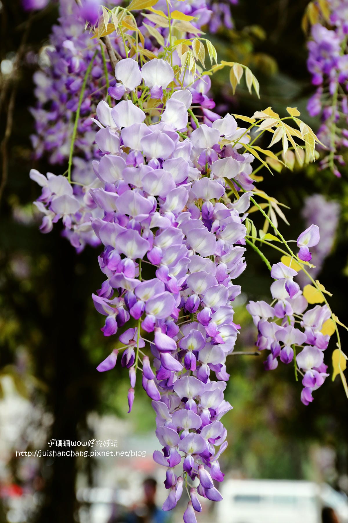 【遊║中壢】龍德公園&元生公園紫藤花～好美！中壢最漂亮的紫藤花賞花攻略大集合（105.4.9花況）　