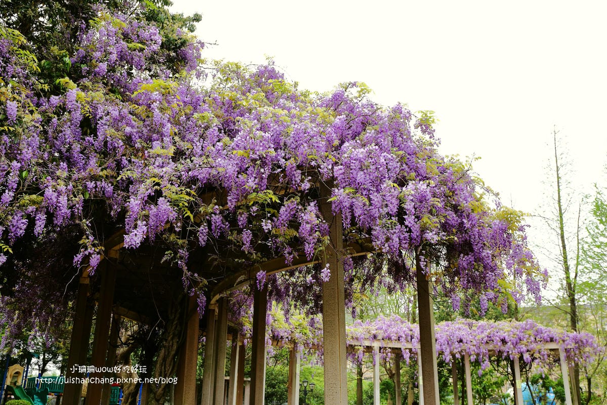 【遊║中壢】龍德公園&元生公園紫藤花～好美！中壢最漂亮的紫藤花賞花攻略大集合（105.4.9花況）　
