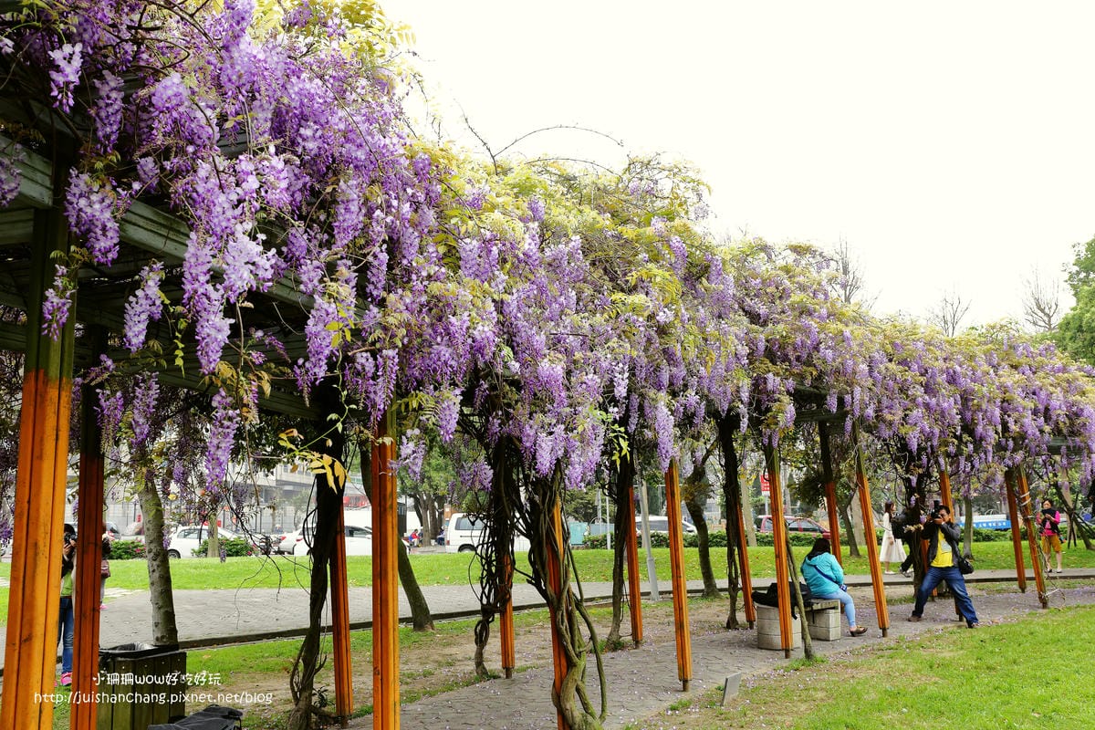 【遊║中壢】龍德公園&元生公園紫藤花～好美！中壢最漂亮的紫藤花賞花攻略大集合（105.4.9花況）　