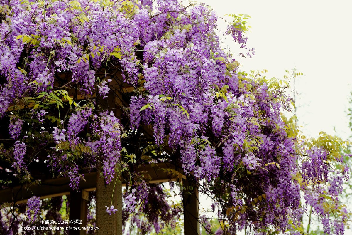 【遊║中壢】龍德公園&元生公園紫藤花～好美！中壢最漂亮的紫藤花賞花攻略大集合（105.4.9花況）　