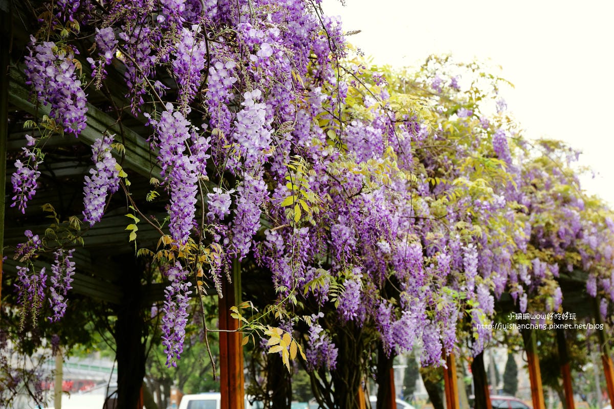 【遊║中壢】龍德公園&元生公園紫藤花～好美！中壢最漂亮的紫藤花賞花攻略大集合（105.4.9花況）　