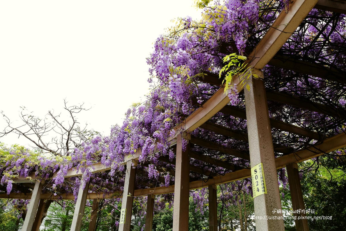 【遊║中壢】龍德公園&元生公園紫藤花～好美！中壢最漂亮的紫藤花賞花攻略大集合（105.4.9花況）　
