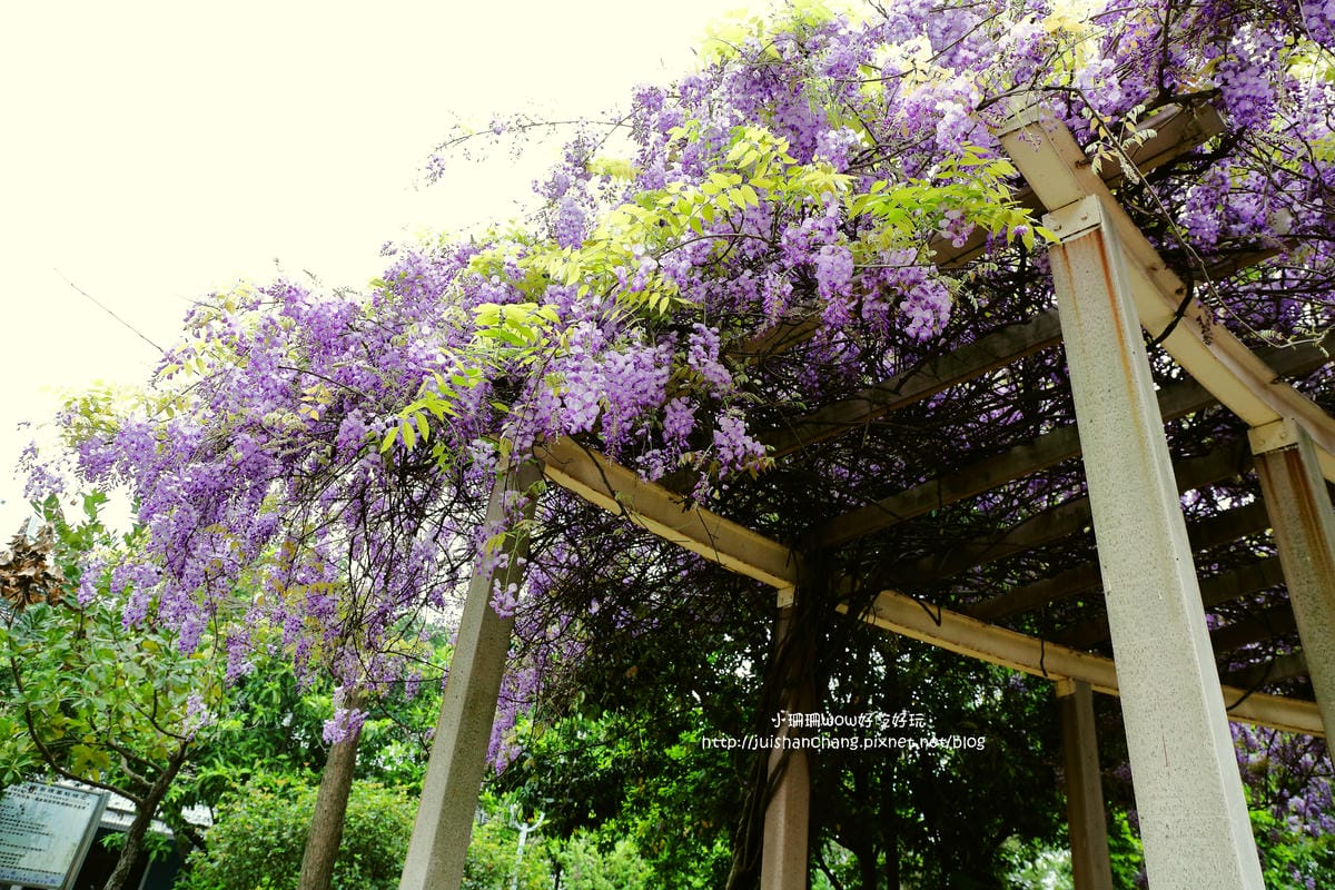 【遊║中壢】龍德公園&元生公園紫藤花～好美！中壢最漂亮的紫藤花賞花攻略大集合（105.4.9花況）　