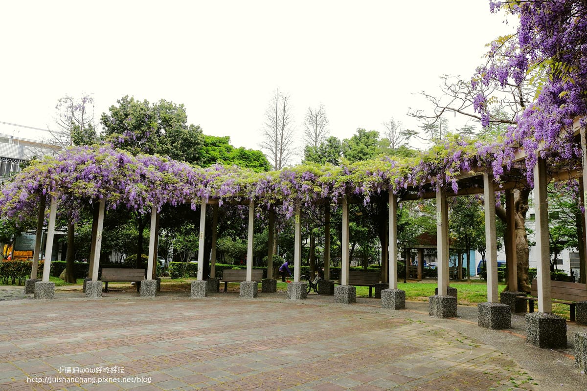 【遊║中壢】龍德公園&元生公園紫藤花～好美！中壢最漂亮的紫藤花賞花攻略大集合（105.4.9花況）　
