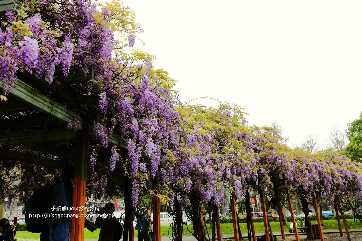【遊║中壢】龍德公園&元生公園紫藤花～好美！中壢最漂亮的紫藤花賞花攻略大集合（105.4.9花況）　