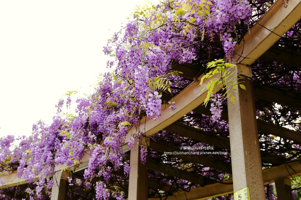 【遊║中壢】龍德公園&元生公園紫藤花～好美！中壢最漂亮的紫藤花賞花攻略大集合（105.4.9花況）　