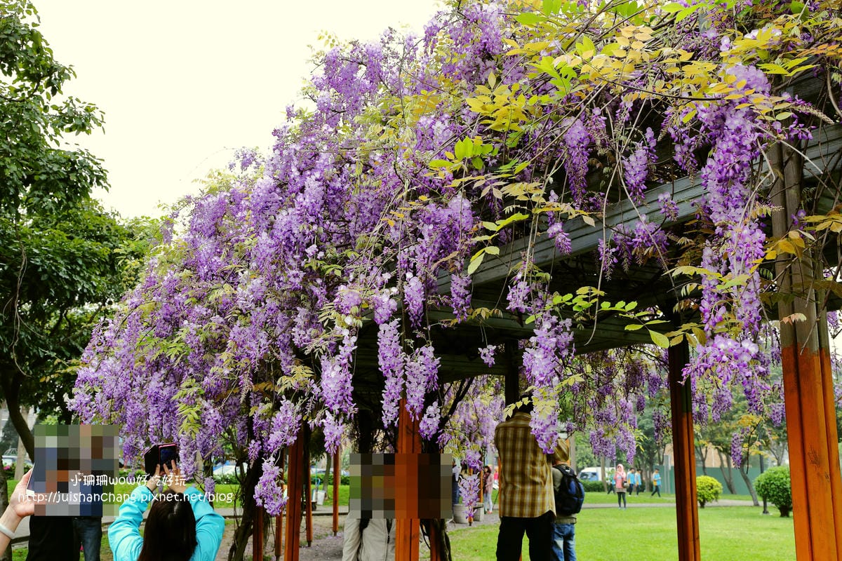 【遊║中壢】龍德公園&元生公園紫藤花～好美！中壢最漂亮的紫藤花賞花攻略大集合（105.4.9花況）　