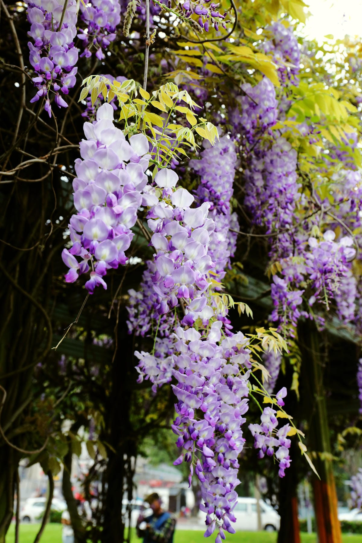 【遊║中壢】龍德公園&元生公園紫藤花～好美！中壢最漂亮的紫藤花賞花攻略大集合（105.4.9花況）　