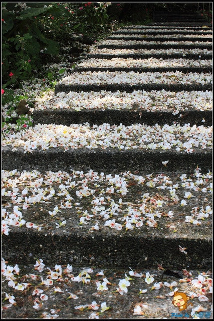 《2016桐花祭》全台賞桐景點,桐花飛雪大集合(懶人包)