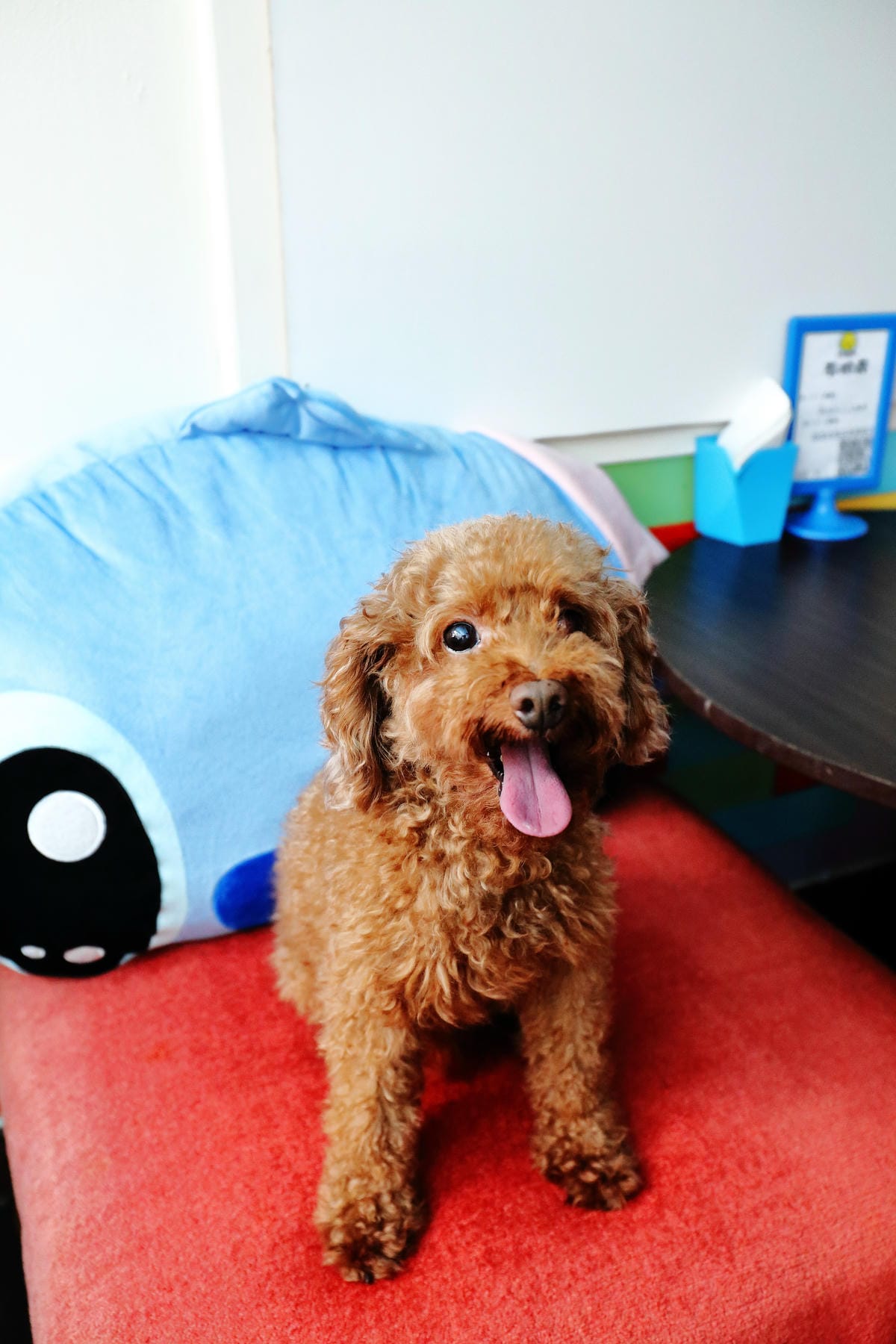 【食||中壢】D’coffee不拉花〜寵物友善咖啡廳，毛小孩的午茶時刻！