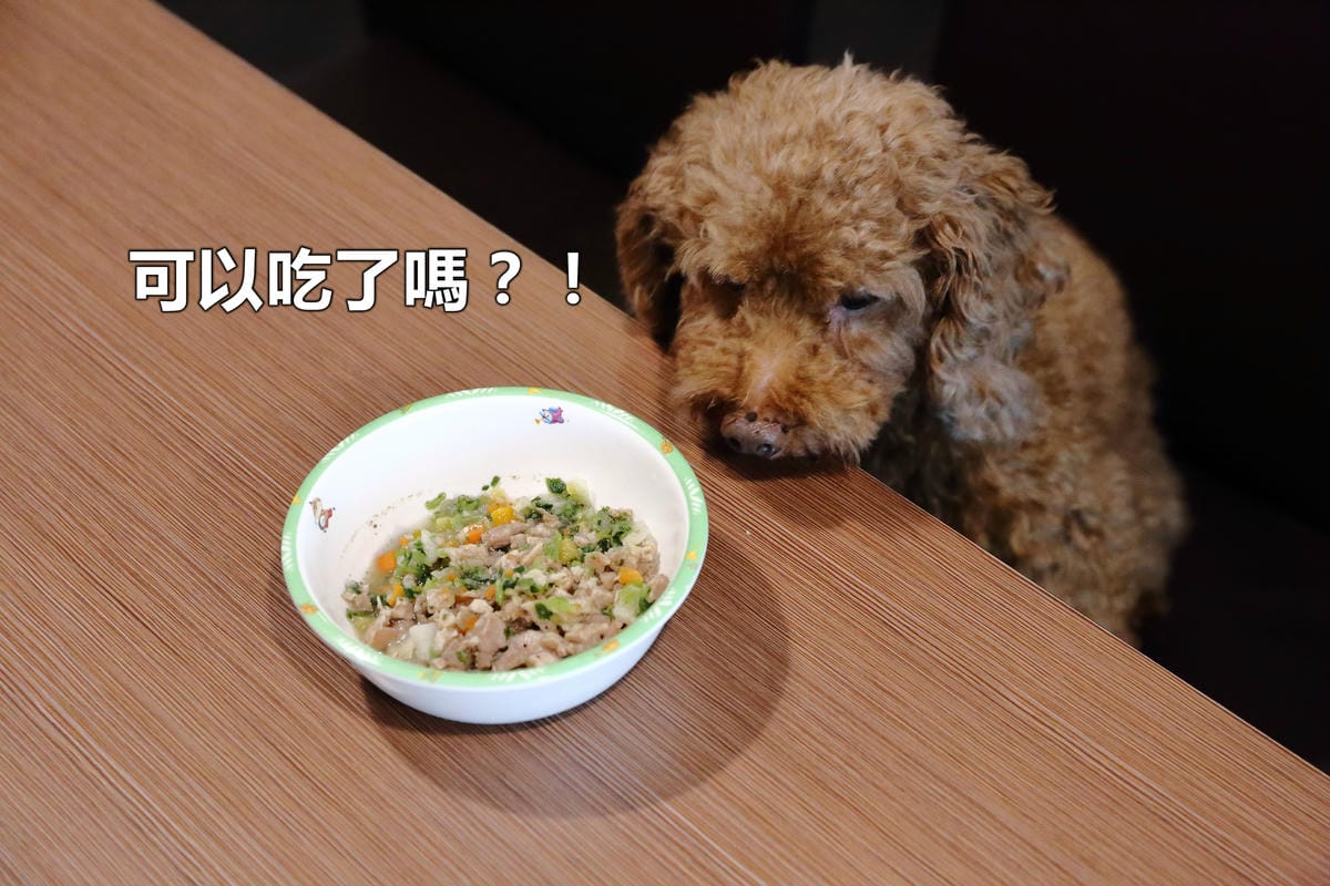 【食||中壢】D’coffee不拉花〜寵物友善咖啡廳，毛小孩的午茶時刻！