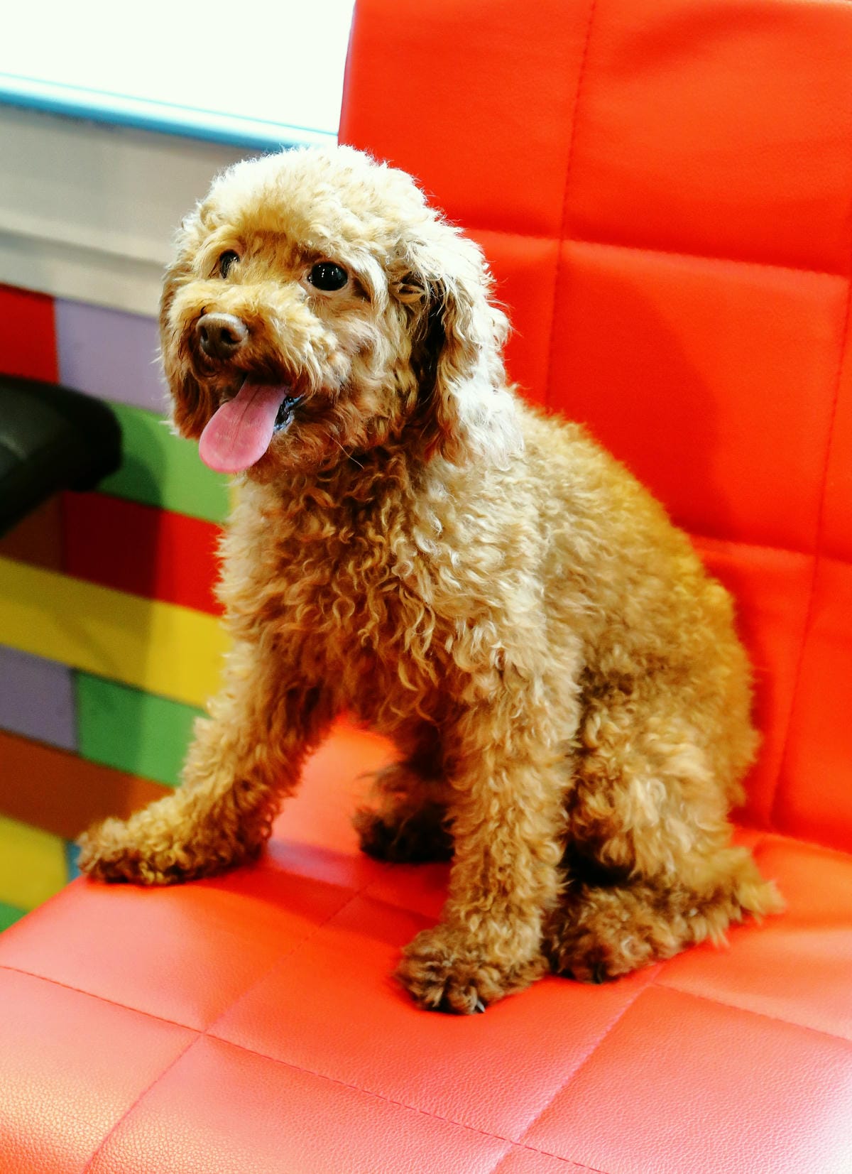 【食||中壢】D’coffee不拉花〜寵物友善咖啡廳，毛小孩的午茶時刻！