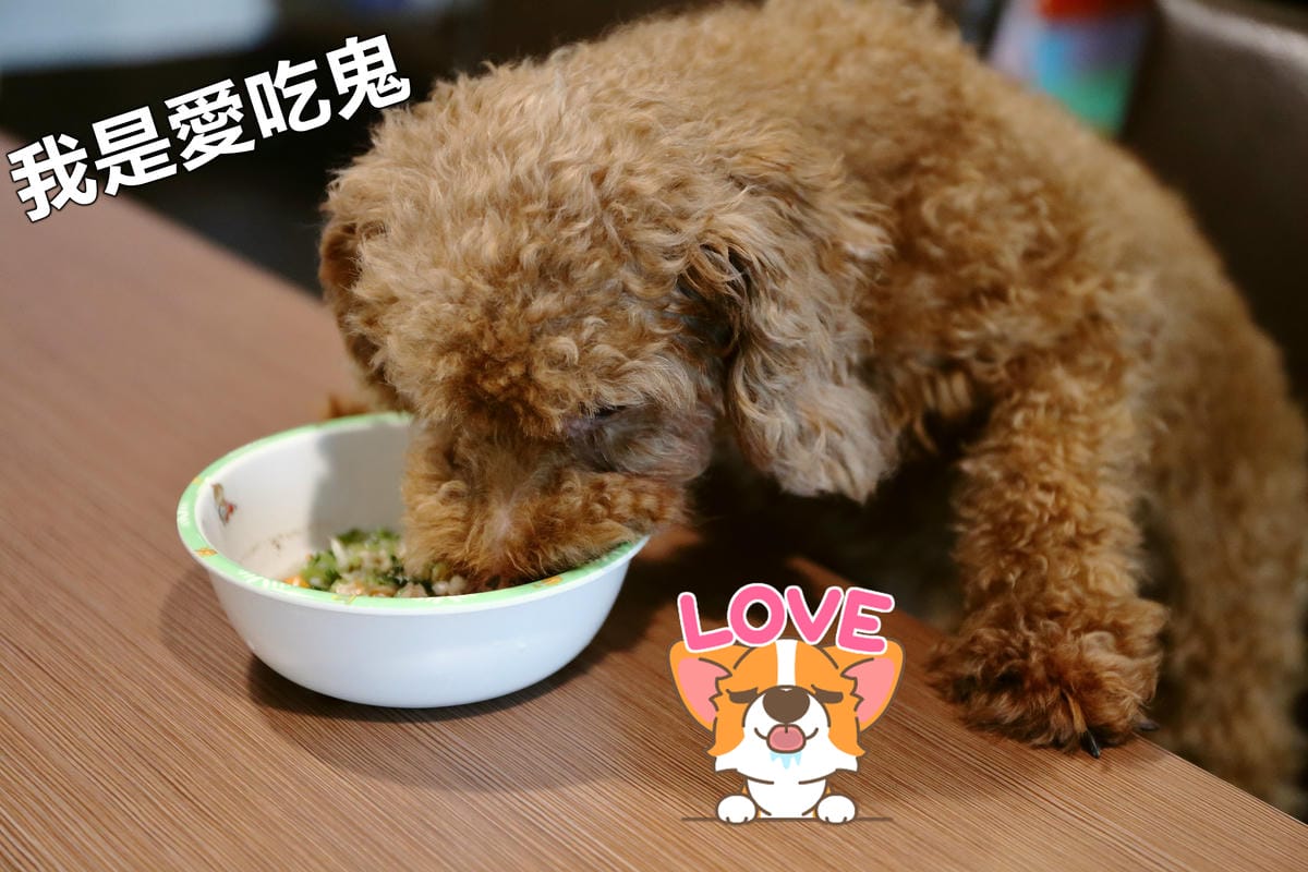 【食||中壢】D’coffee不拉花〜寵物友善咖啡廳，毛小孩的午茶時刻！