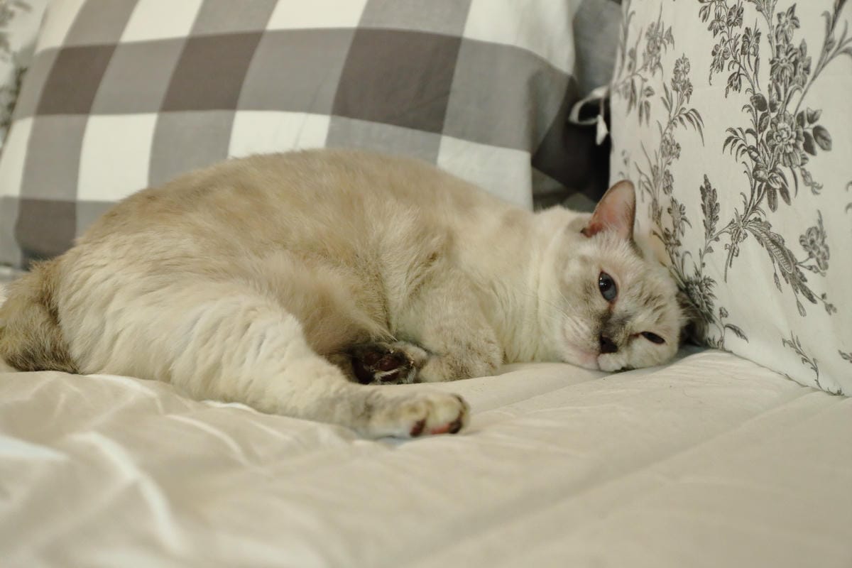 【食||台北】WA私廚〜隱身在老公寓的主廚創意私家饗宴，有如在自家享受專屬私廚款待！無菜單料理！道道都驚喜！（文末贈獎）　