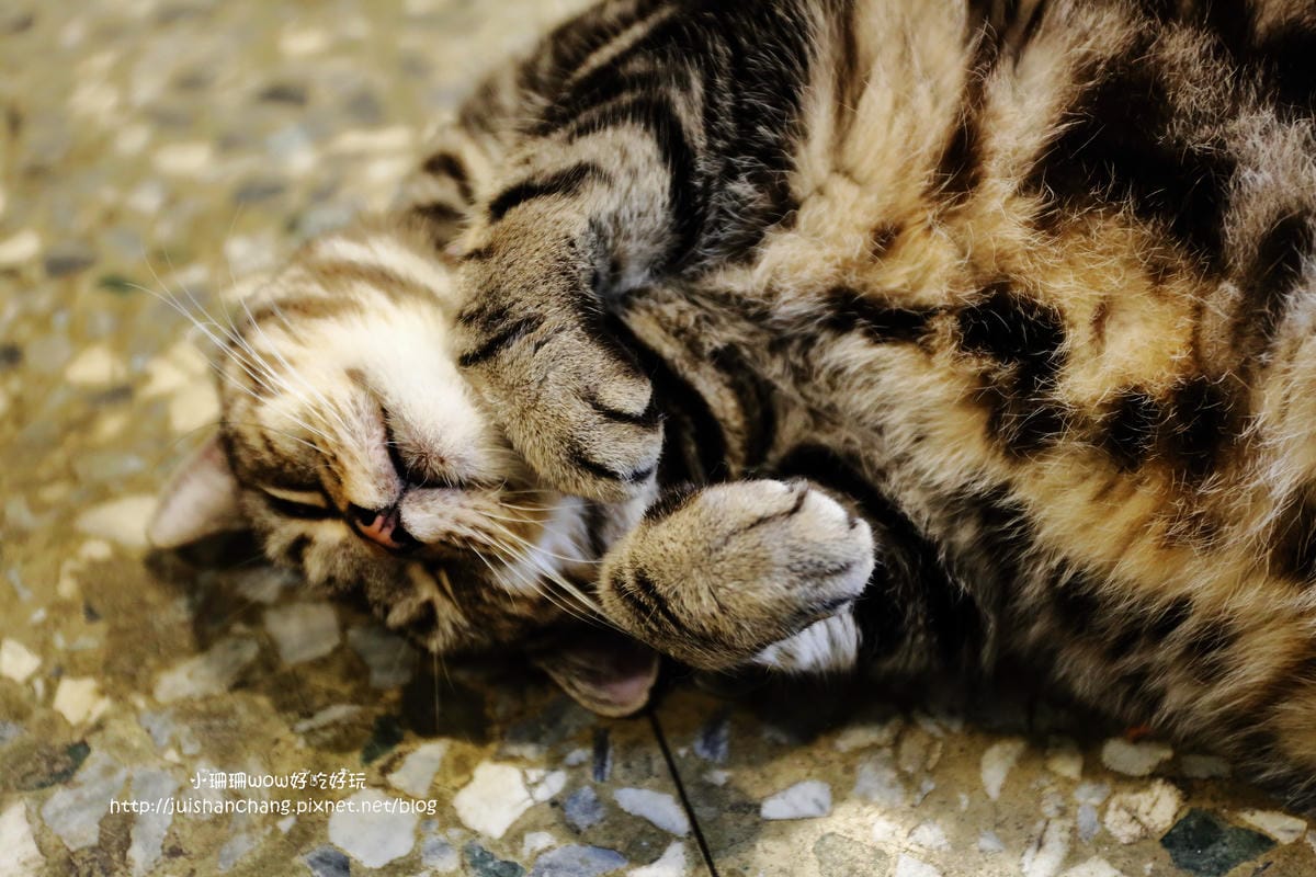 【食||台中】Omocha eki 具茶駛〜童趣公仔主題餐廳。那些年，我們一起玩的玩具，太全了！別說你没見過！