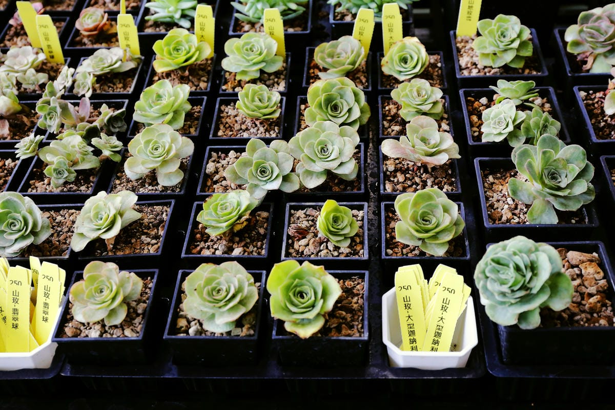 【遊||桃園】多肉市集VS阿貓龍貓車站咖啡廳〜桃園新景點！多肉控不可錯過！充滿日式雜貨風情的多肉創意市集（7/23、24熱鬧登場！）