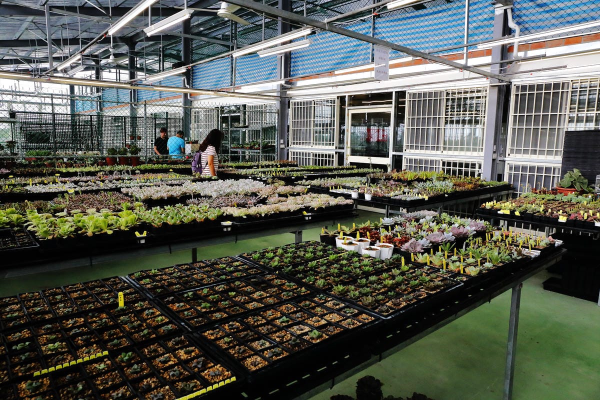 【遊||桃園】多肉市集VS阿貓龍貓車站咖啡廳〜桃園新景點！多肉控不可錯過！充滿日式雜貨風情的多肉創意市集（7/23、24熱鬧登場！）