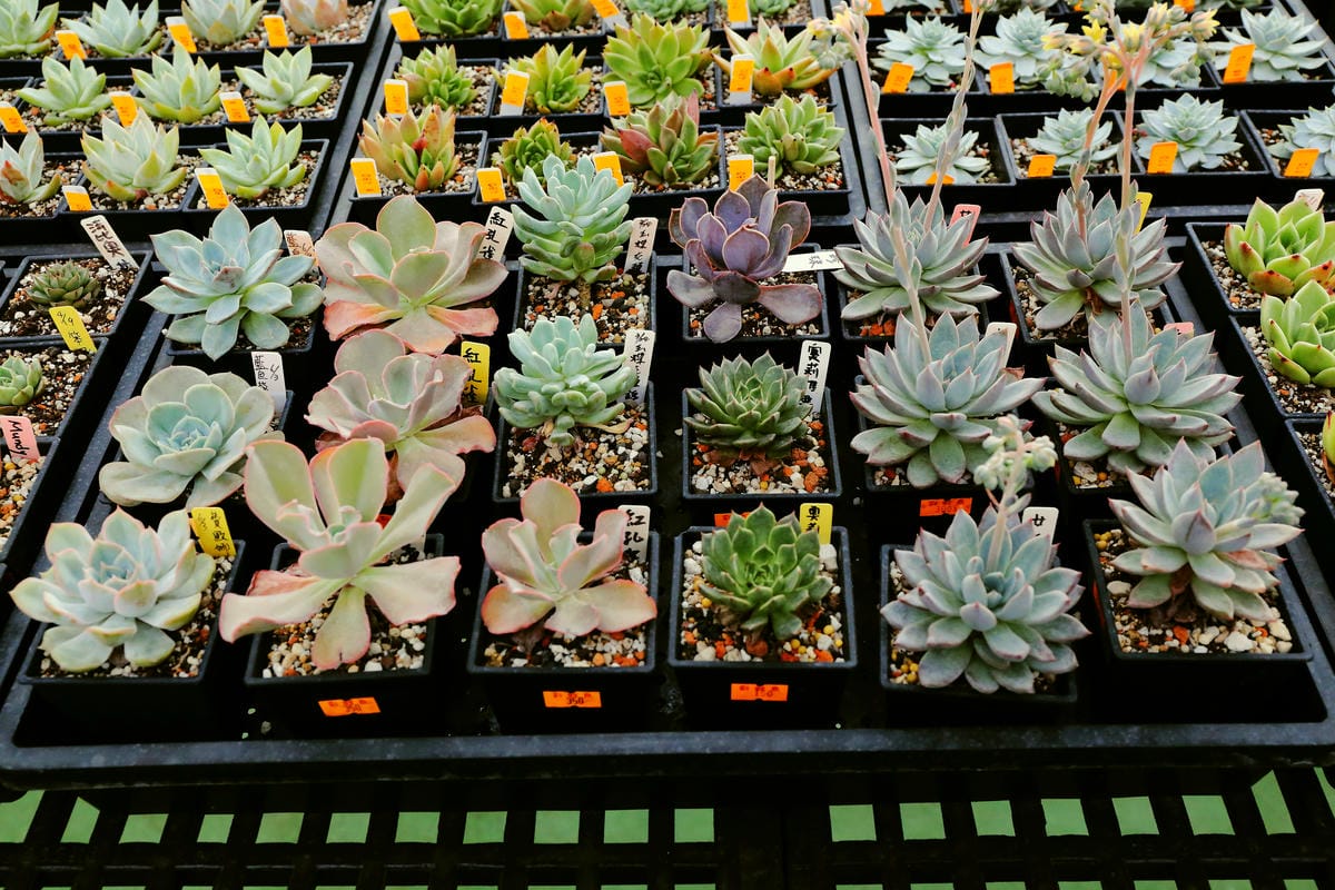 【遊||桃園】多肉市集VS阿貓龍貓車站咖啡廳〜桃園新景點！多肉控不可錯過！充滿日式雜貨風情的多肉創意市集（7/23、24熱鬧登場！）