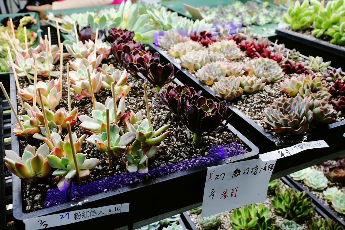 【遊||桃園】多肉市集VS阿貓龍貓車站咖啡廳〜桃園新景點！多肉控不可錯過！充滿日式雜貨風情的多肉創意市集（7/23、24熱鬧登場！）
