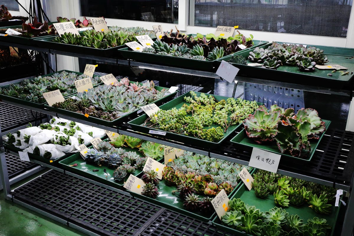 【遊||桃園】多肉市集VS阿貓龍貓車站咖啡廳〜桃園新景點！多肉控不可錯過！充滿日式雜貨風情的多肉創意市集（7/23、24熱鬧登場！）