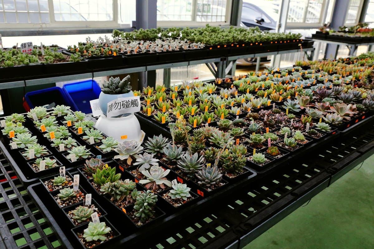 【遊||桃園】多肉市集VS阿貓龍貓車站咖啡廳〜桃園新景點！多肉控不可錯過！充滿日式雜貨風情的多肉創意市集（7/23、24熱鬧登場！）