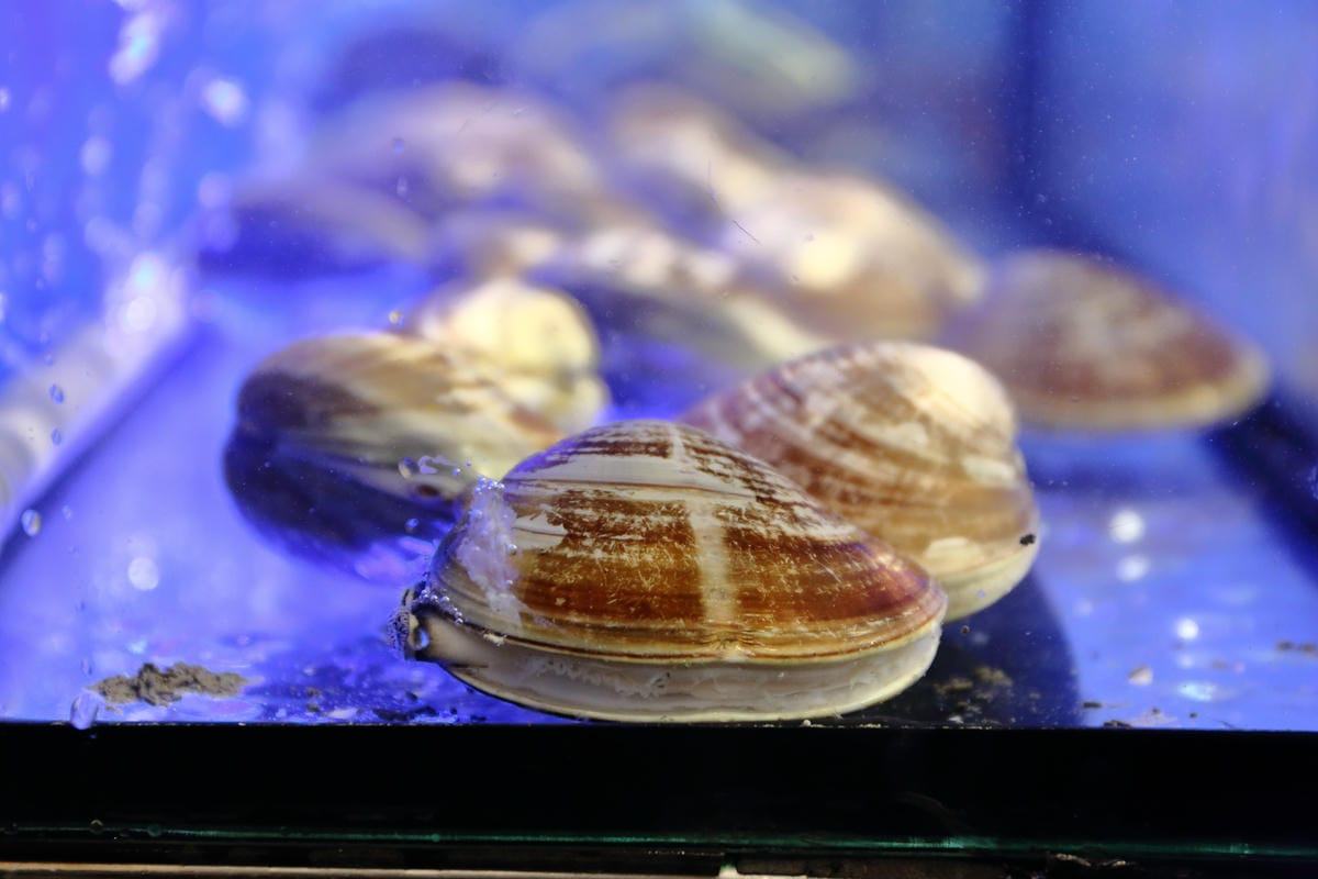 【食||板橋】蒸霸天下〜新開幕！板橋蒸氣海鮮料理，品嚐新鮮食材鮮味在舌尖的感動，就盡情的『蒸』吧！