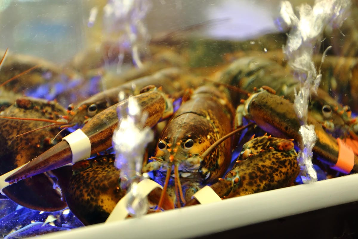 【食||板橋】蒸霸天下〜新開幕！板橋蒸氣海鮮料理，品嚐新鮮食材鮮味在舌尖的感動，就盡情的『蒸』吧！