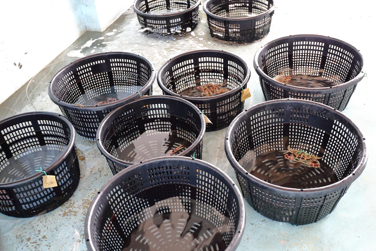 【遊||基隆】小小漁夫漁村體驗活動〜小小漁夫『摸魚趣』！探訪臺灣農漁村生活之美為核心，體驗漁民與海掙食的樂趣與甘苦！