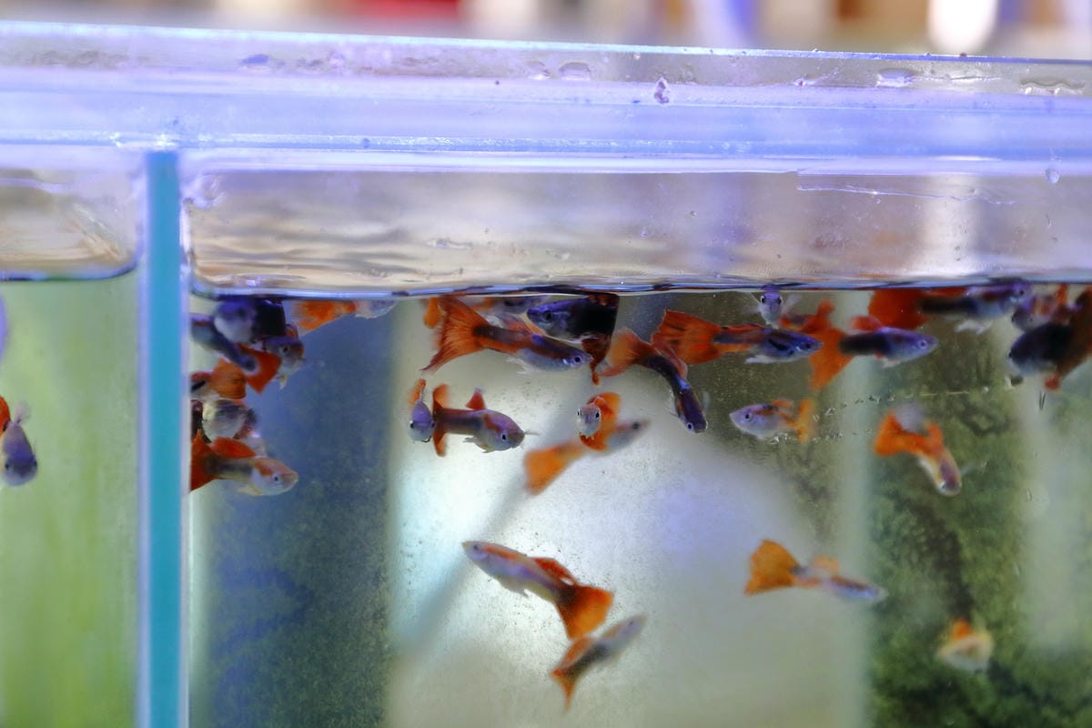 【遊||基隆】小小漁夫漁村體驗活動〜小小漁夫『摸魚趣』！探訪臺灣農漁村生活之美為核心，體驗漁民與海掙食的樂趣與甘苦！