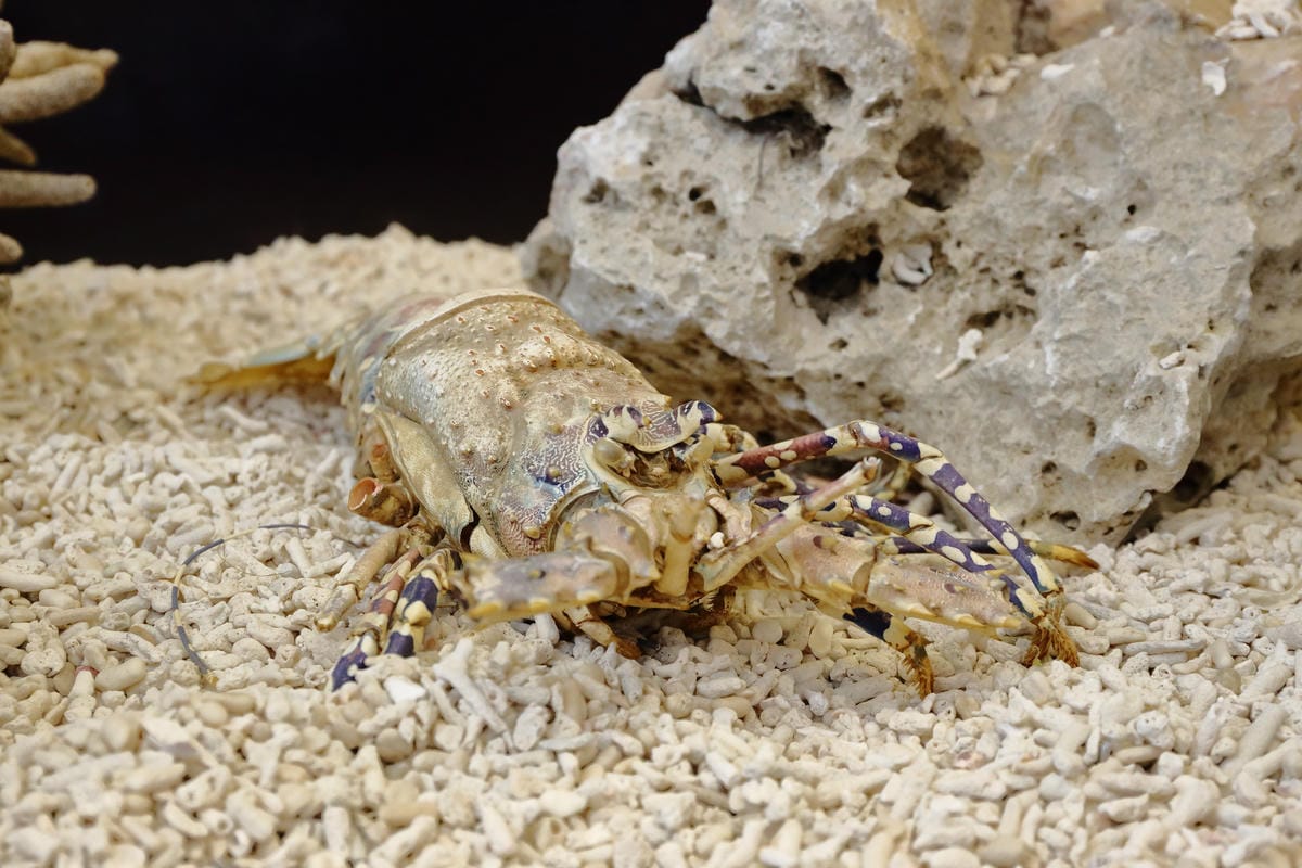 【遊||基隆】小小漁夫漁村體驗活動〜小小漁夫『摸魚趣』！探訪臺灣農漁村生活之美為核心，體驗漁民與海掙食的樂趣與甘苦！