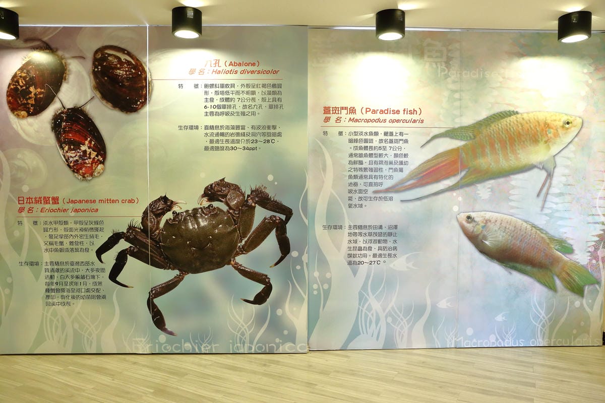 【遊||基隆】小小漁夫漁村體驗活動〜小小漁夫『摸魚趣』！探訪臺灣農漁村生活之美為核心，體驗漁民與海掙食的樂趣與甘苦！