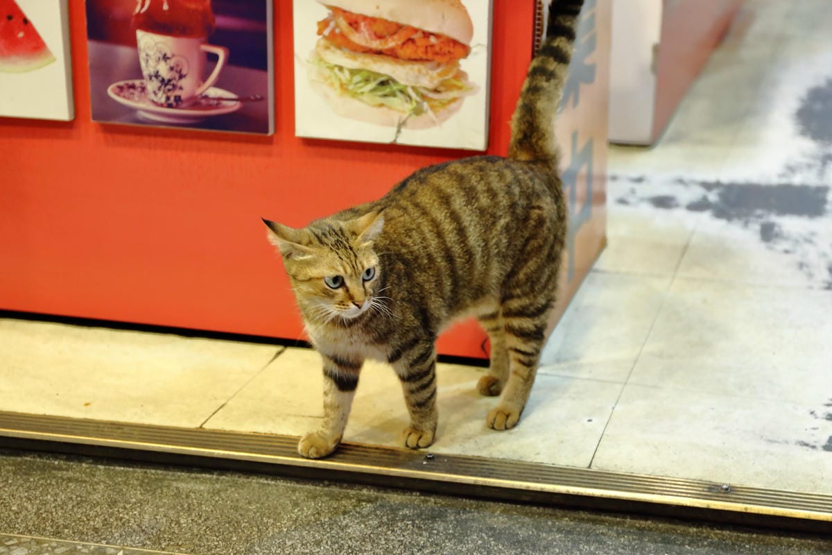【食||板橋】鬥牛犬碳烤吐司〜板橋宵夜新風潮！好吃的碳烤三明治，貓狗店長坐檯陪你吃！