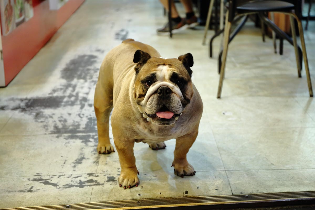 【食||板橋】鬥牛犬碳烤吐司〜板橋宵夜新風潮！好吃的碳烤三明治，貓狗店長坐檯陪你吃！