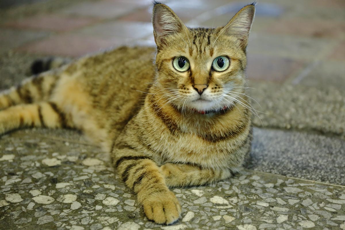 【食||板橋】鬥牛犬碳烤吐司〜板橋宵夜新風潮！好吃的碳烤三明治，貓狗店長坐檯陪你吃！