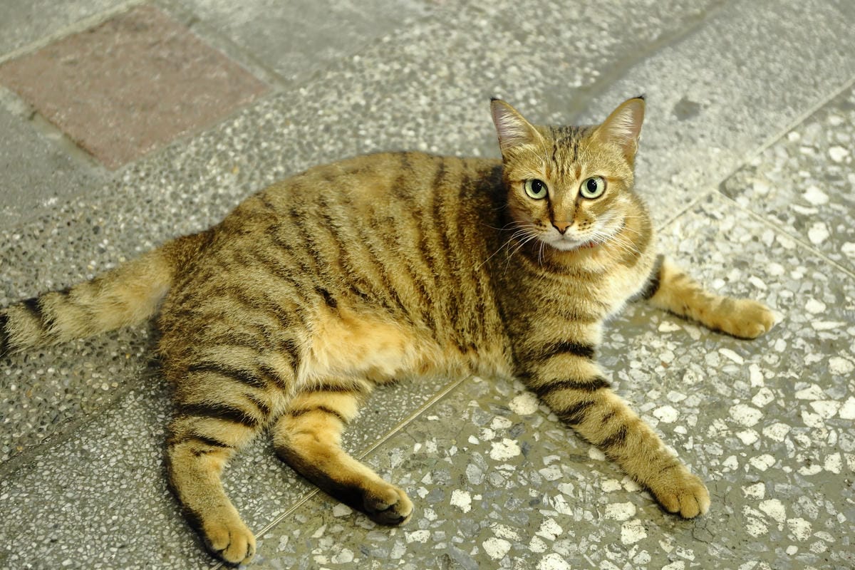 【食||板橋】鬥牛犬碳烤吐司〜板橋宵夜新風潮！好吃的碳烤三明治，貓狗店長坐檯陪你吃！